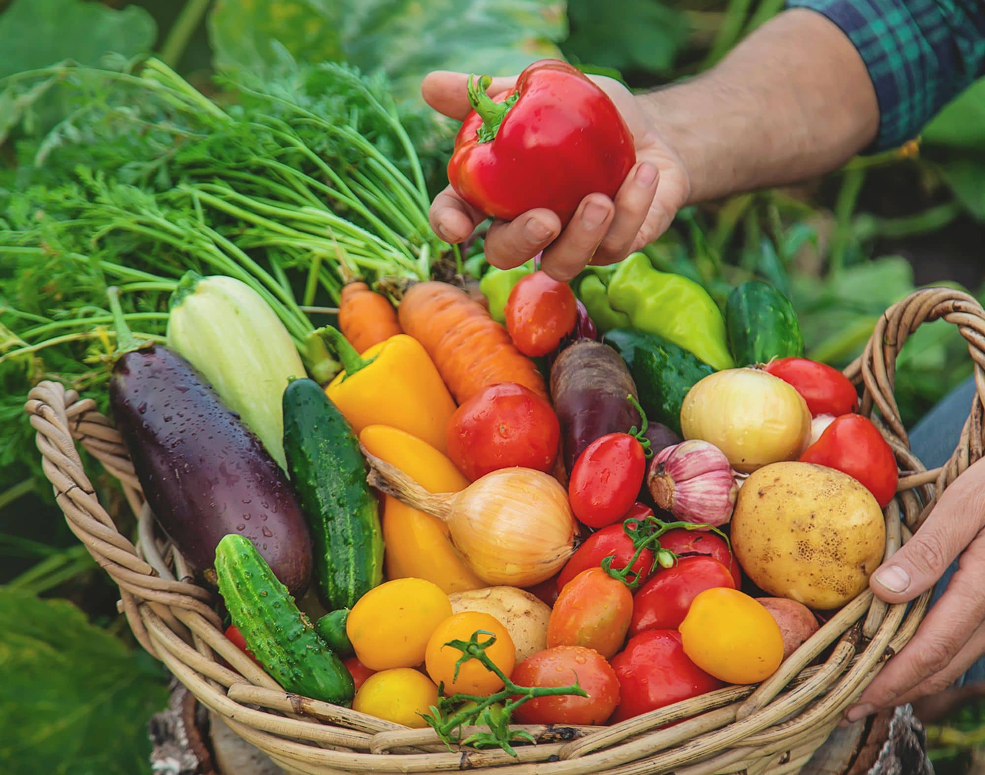 Qualifood - Distribuzione alimentare fatta di scelte di qualità